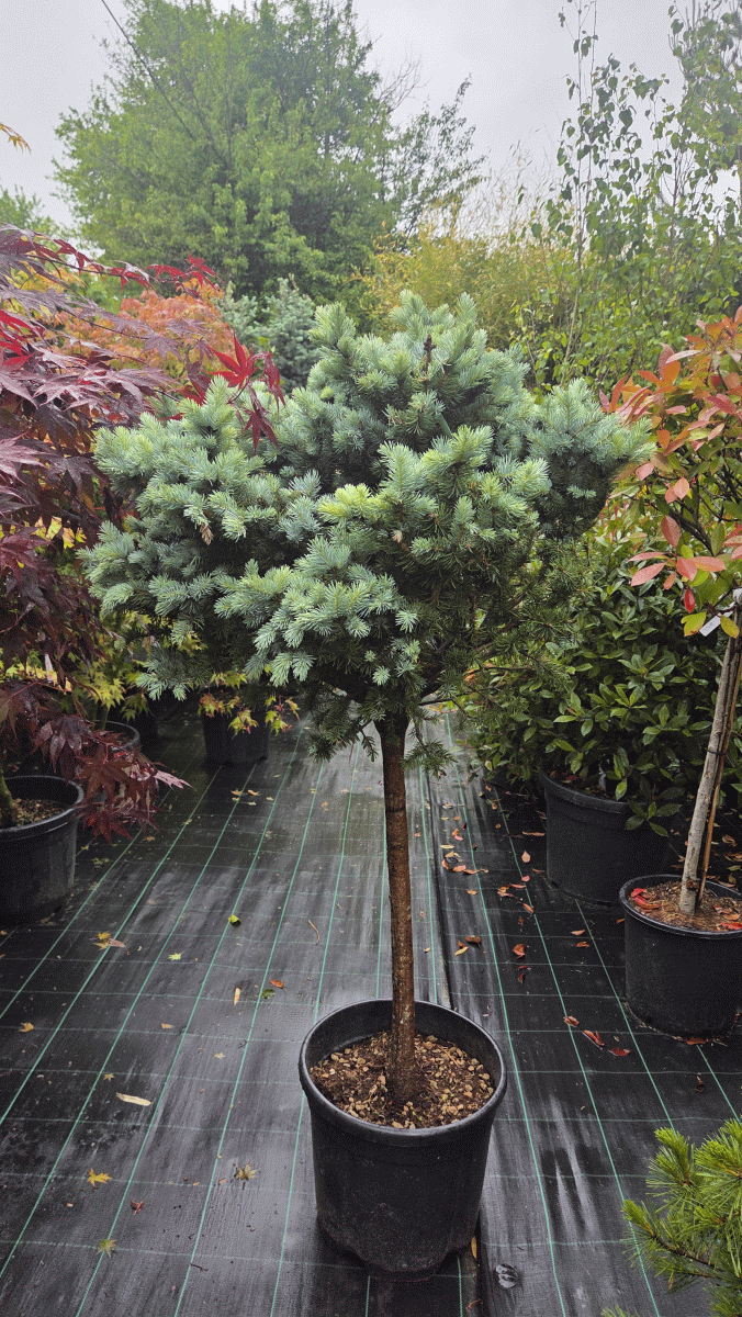 Picea Pungens Glauca Globosa (PRITLIKAVA SREBRNA SMREKA)