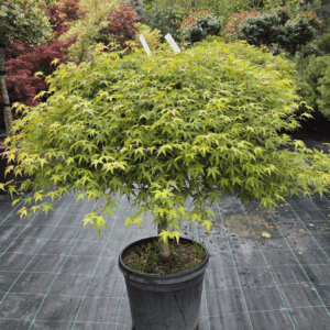 Acer Palmatum Murasaki Kiyohime (JAPONSKI JAVOR)