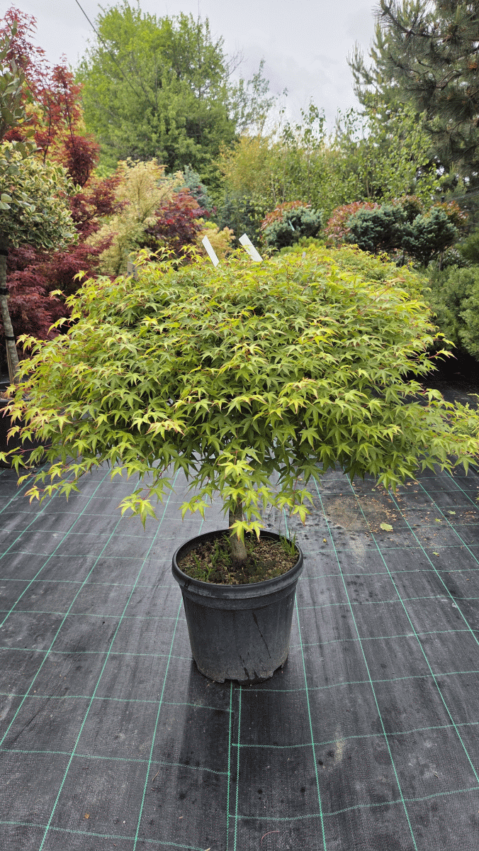 Acer Palmatum Murasaki Kiyohime (JAPONSKI JAVOR)