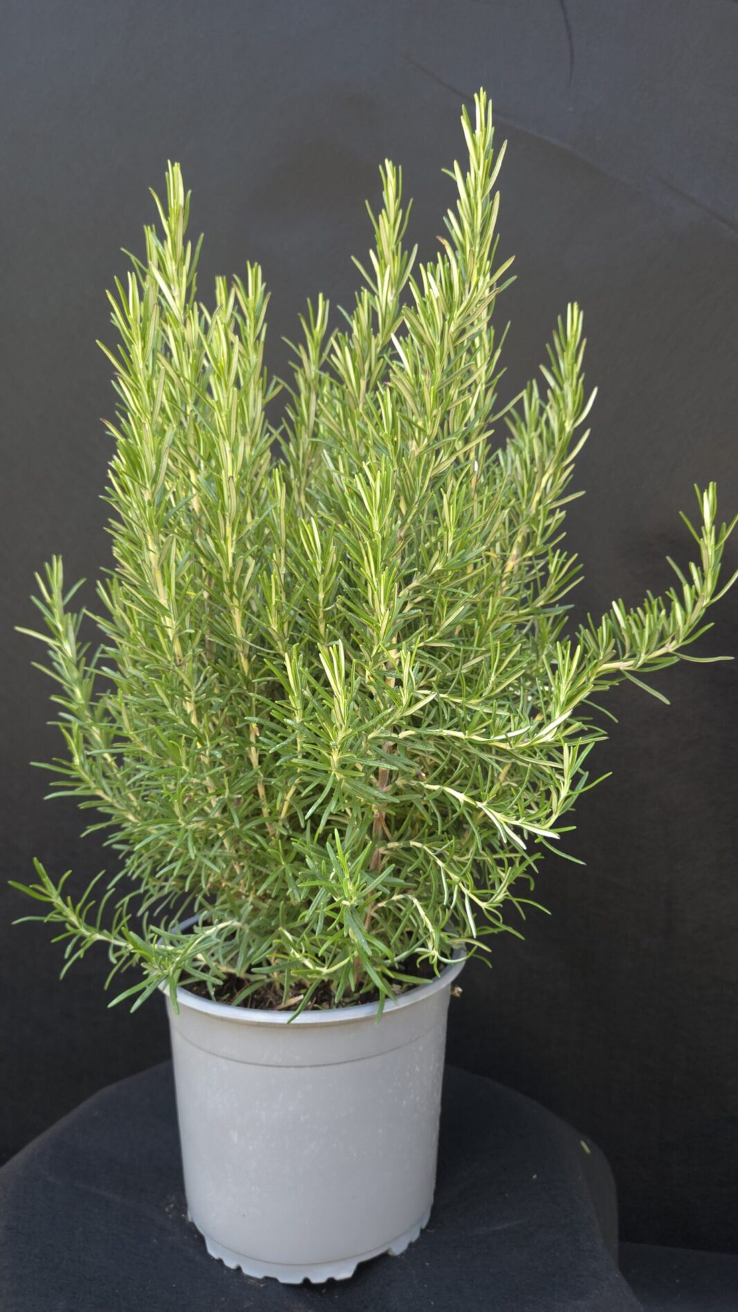Rosmarinus Officinalis