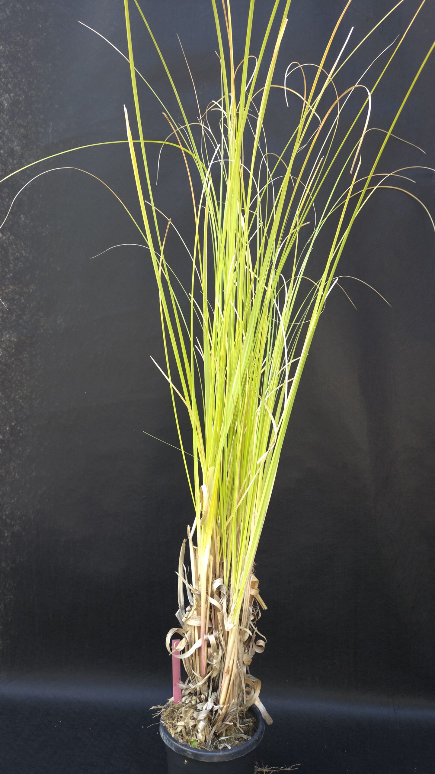 Cortaderia Selloana Rosea (PAMPAŠKA TRAVA-ROZA)