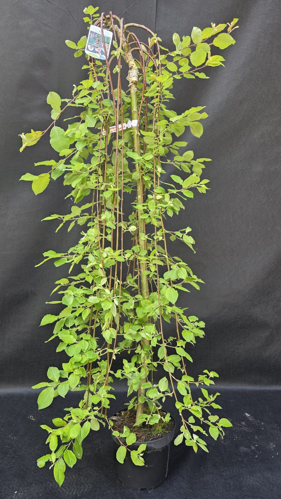 Salix Caprea Pendula Kilmarnock (POVEŠAVA-VRBA)