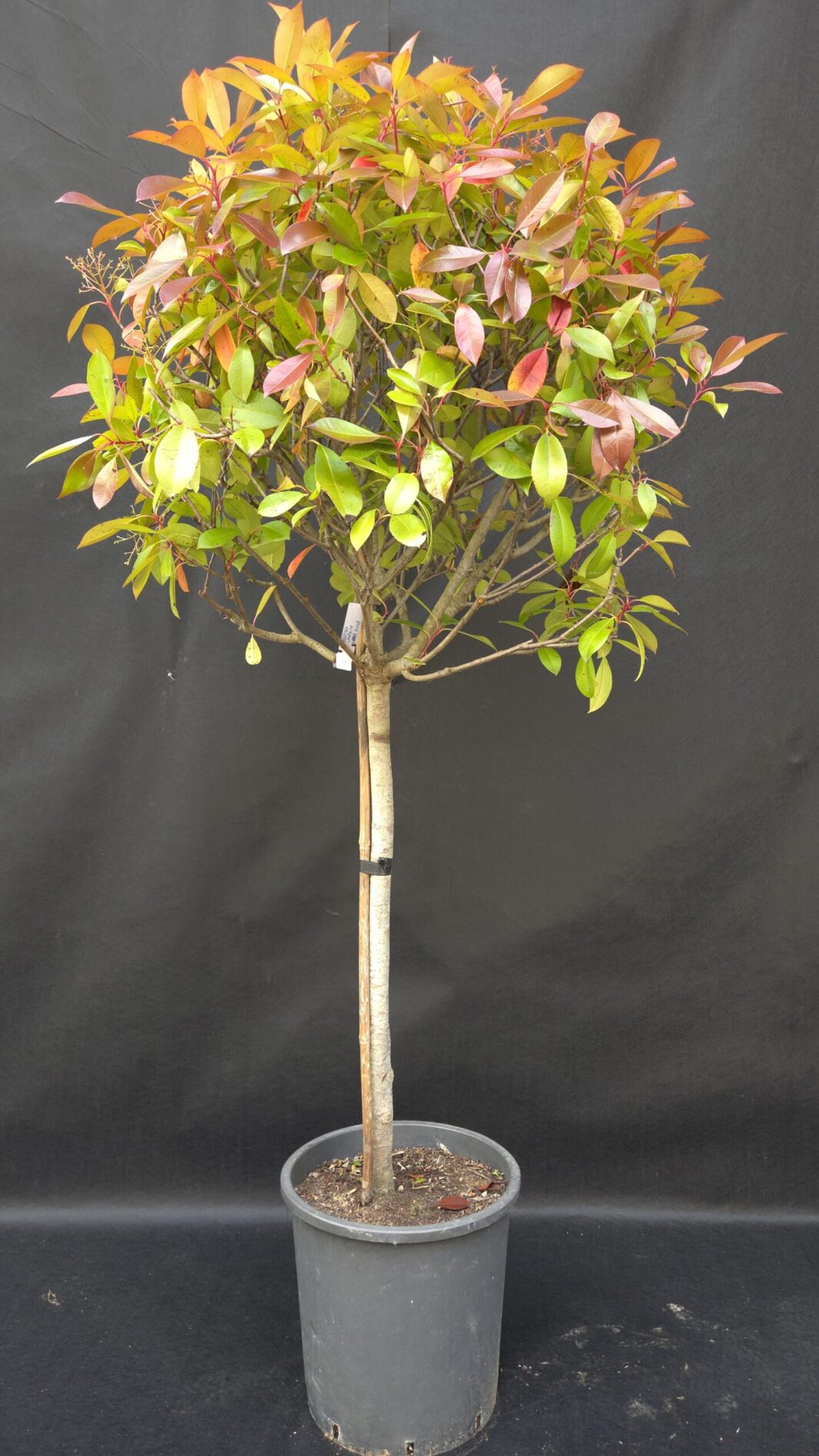 Photinia Compacta Carre Rouge (FOTINIJA NA DEBLU)