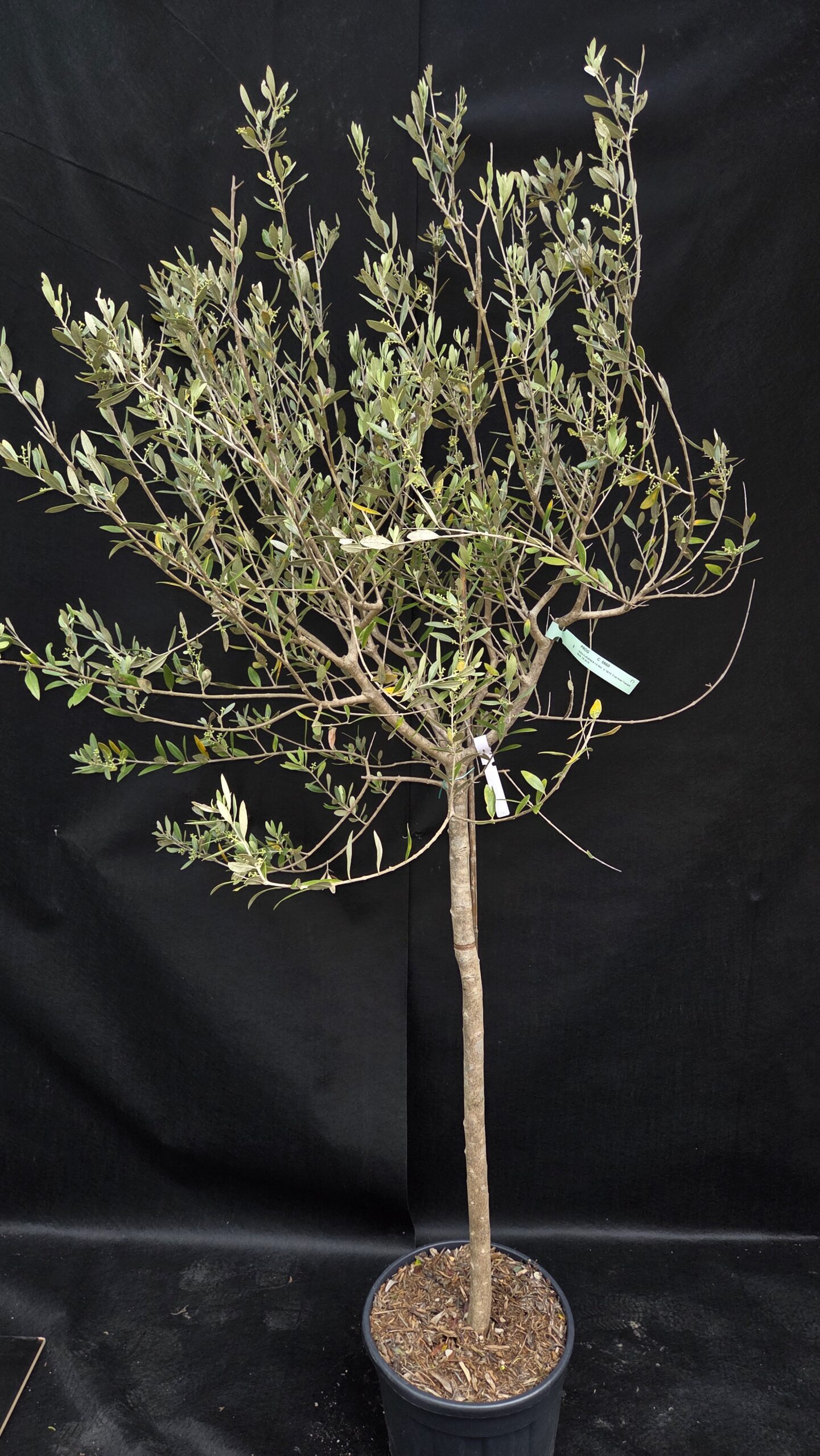 Olea Europaea (OLJKA)