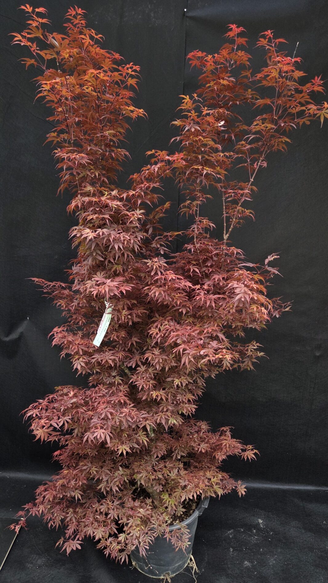 Acer Palmatum Skeeters Broom (JAPONSKI JAVOR)