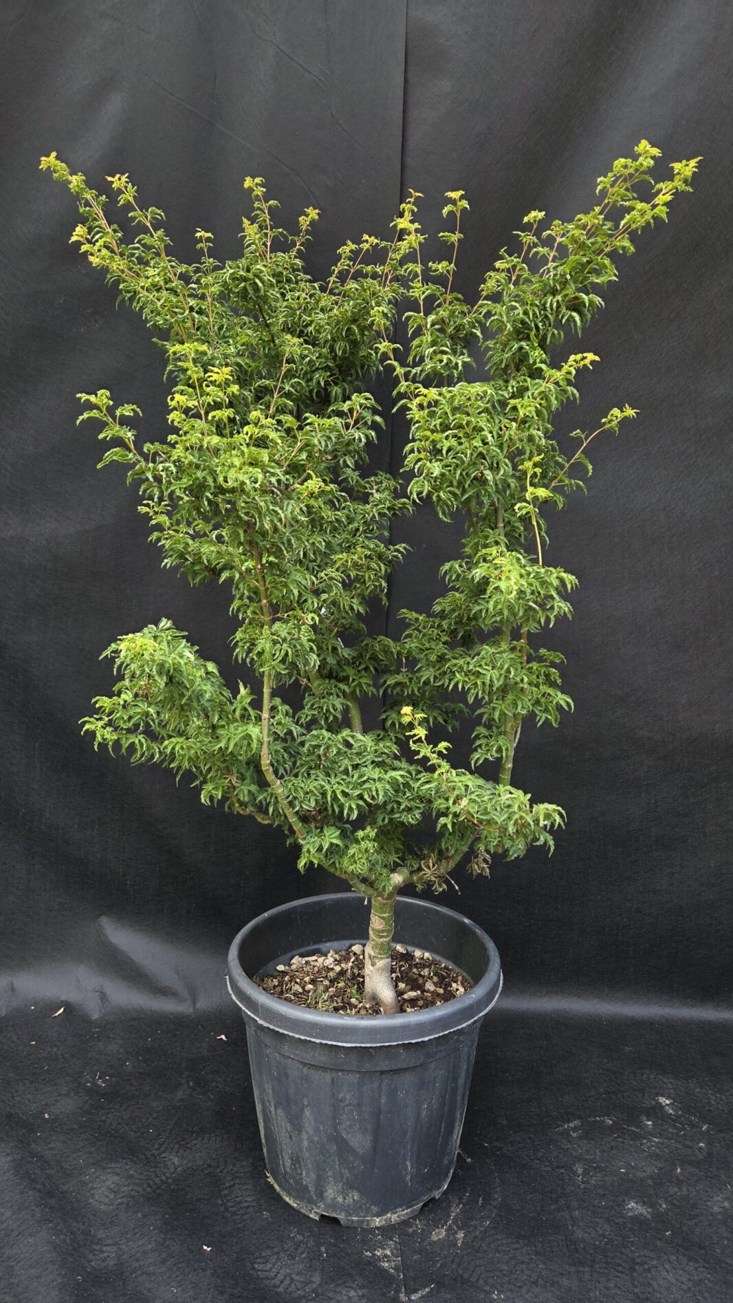 Acer Palmatum Shishigashira (JAPONSKI JAVOR )