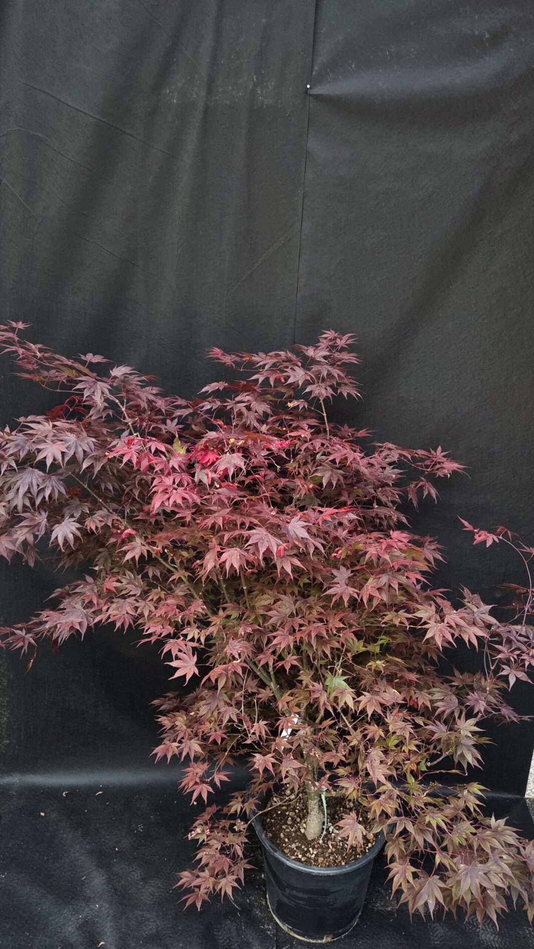 Acer Palmatum Bloodgood (JAPONSKI JAVOR)