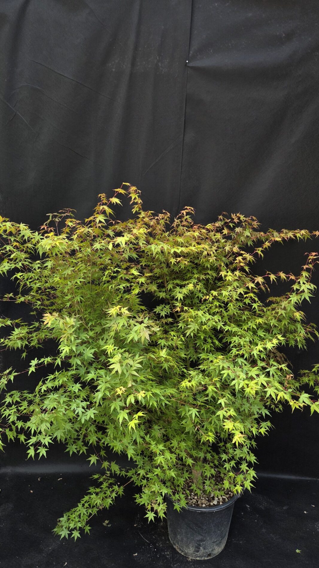 Acer Palmatum Ueno Yama (JAPONSKI JAVOR)