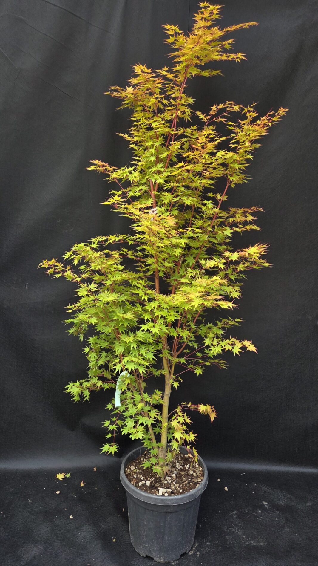 Acer Palmatum Winter Flame-japonski javor