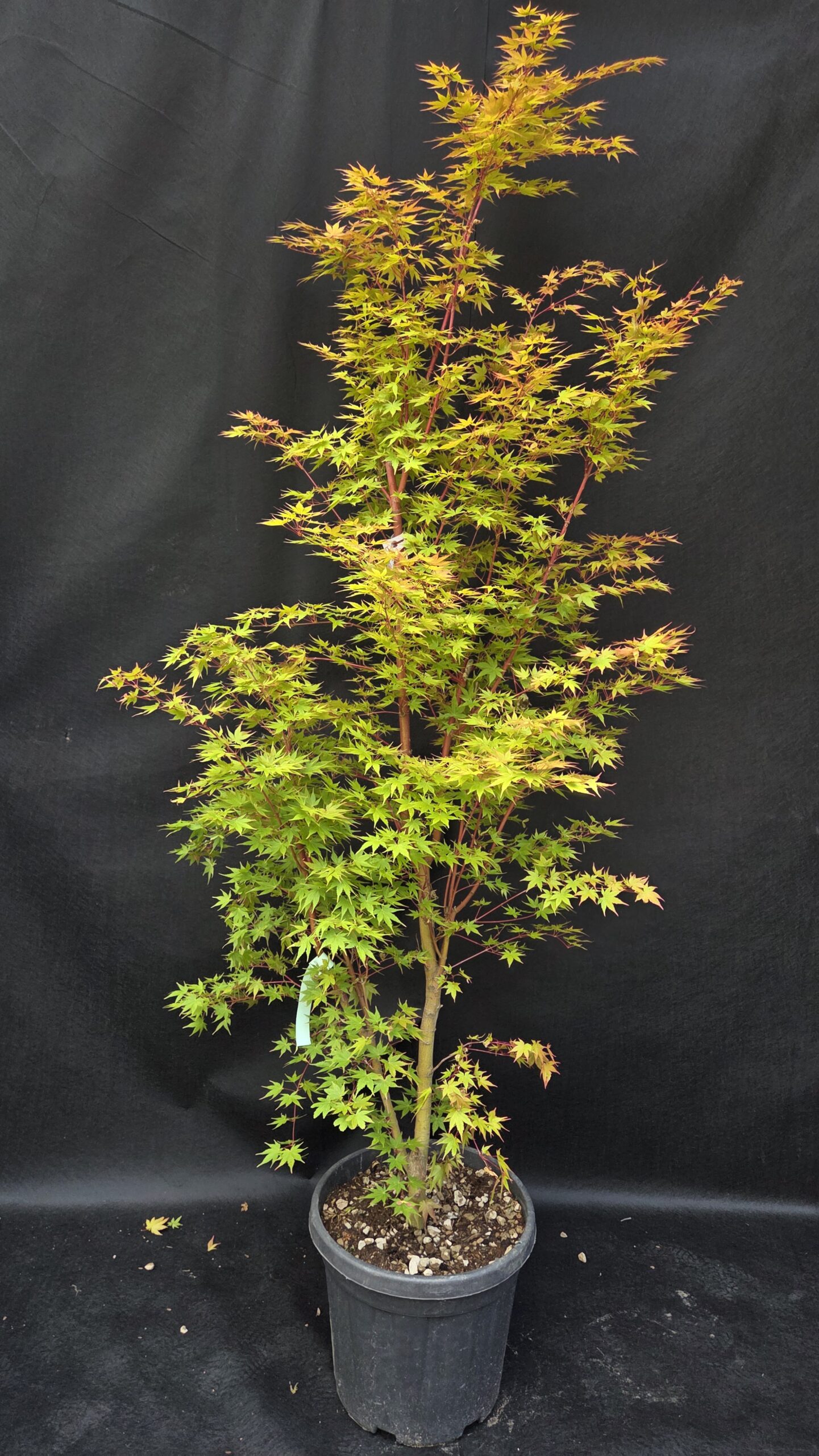 Acer Palmatum Winter Flame-japonski javor