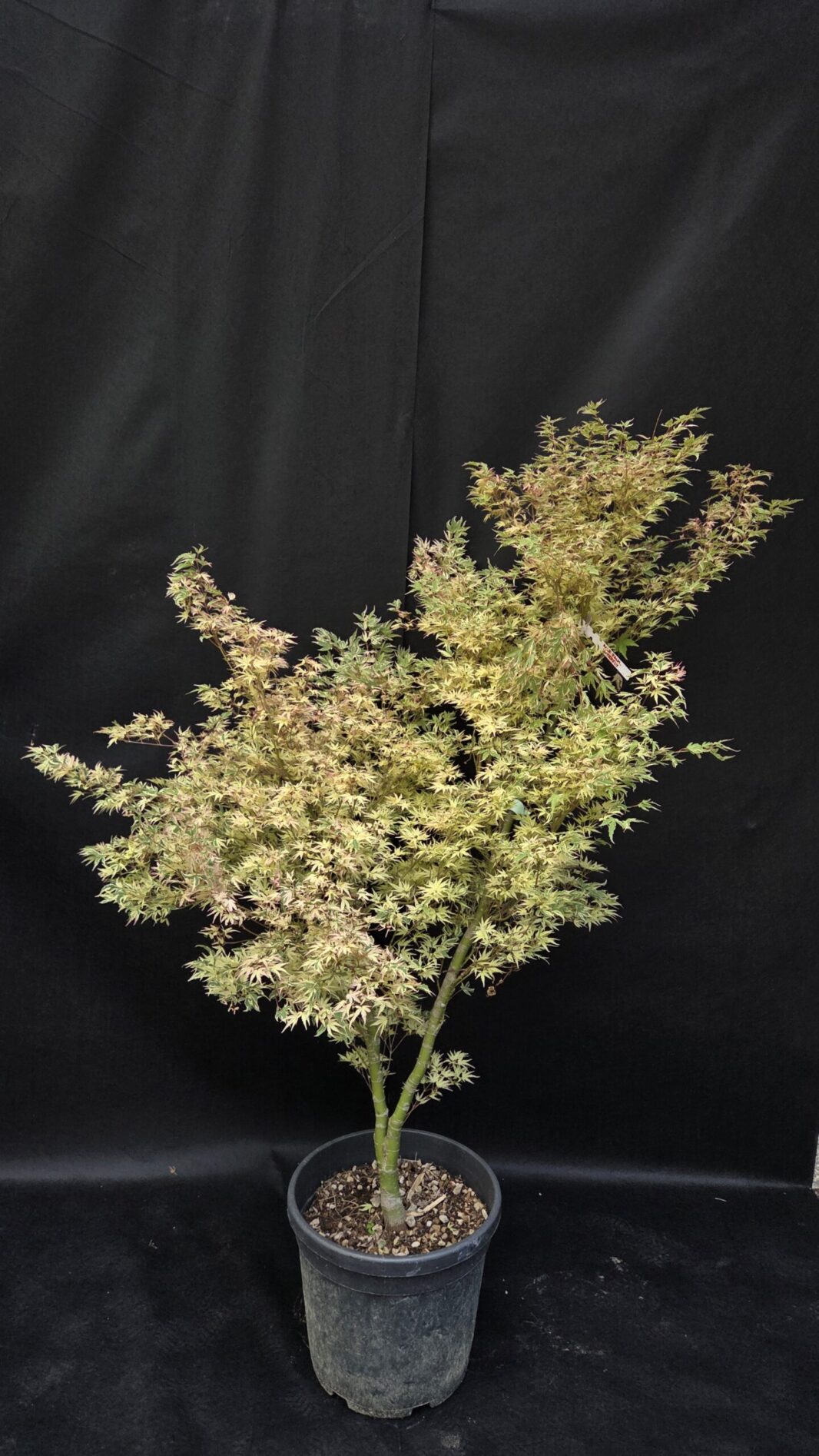 Acer Palmatum Butterfly (JAPONSKI JAVOR)