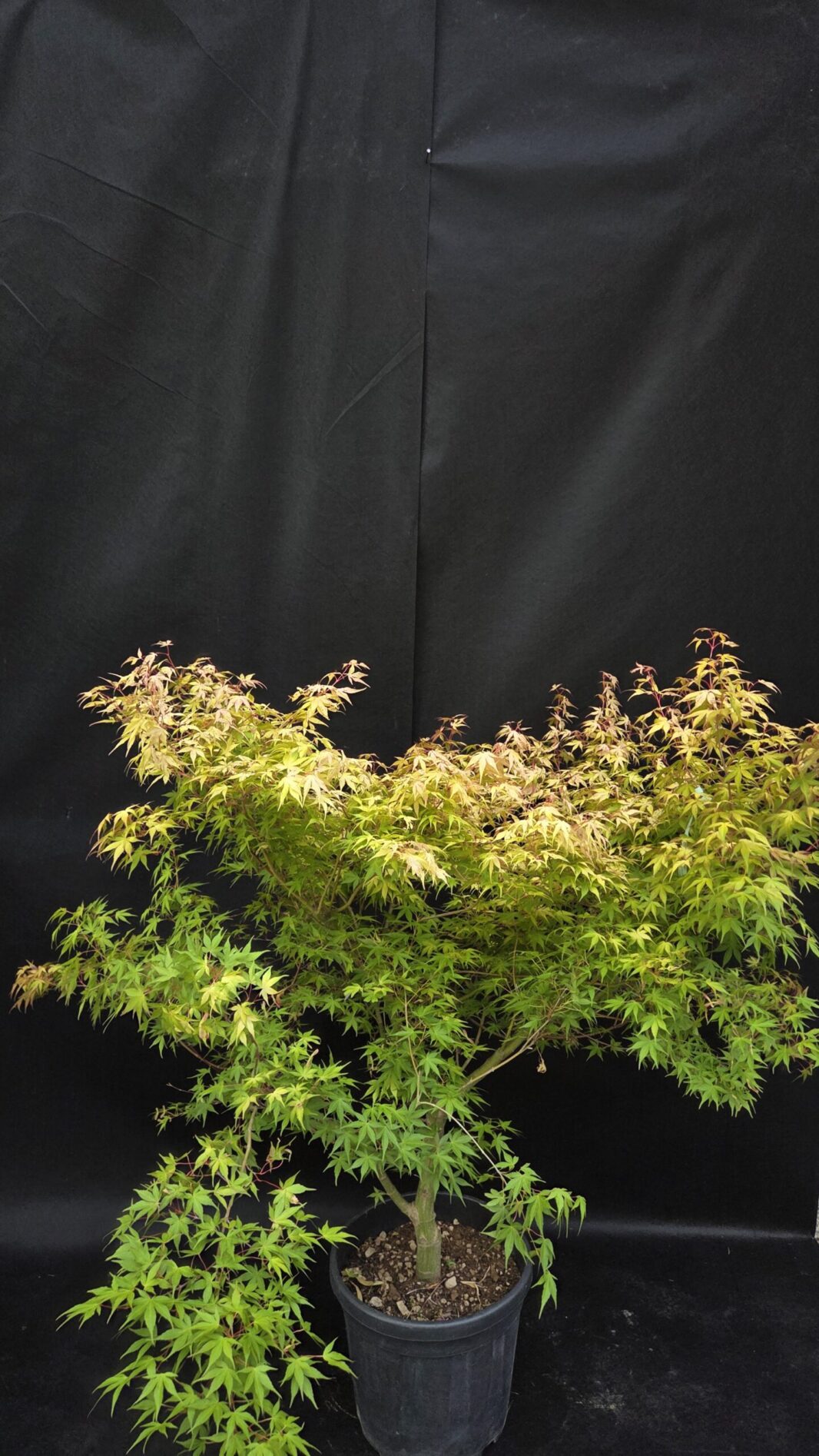 Acer Palmatum Orange Dream (JAPONSKI JAVOR)