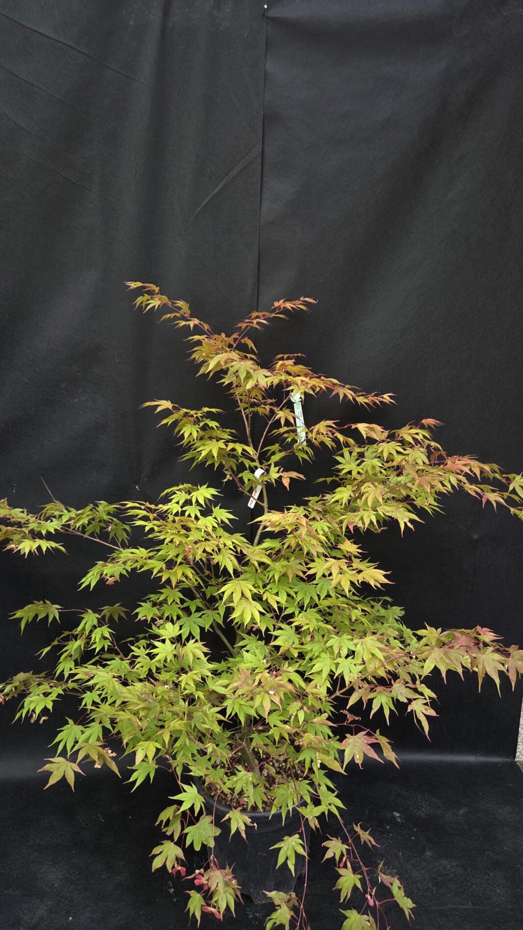 Acer Palmatum Osakazuki (JAPONSKI JAVOR)