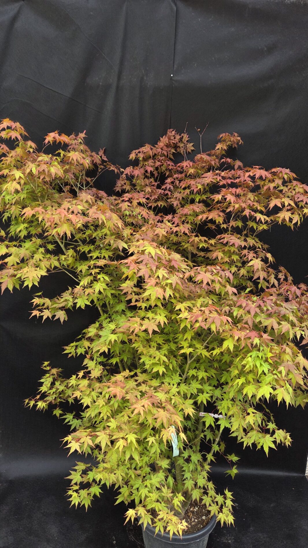 Acer Palmatum (JAPONSKI JAVOR)