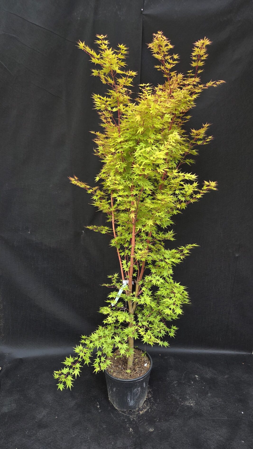 Acer Palmatum Sango Kaku (JAPONSKI JAVOR)