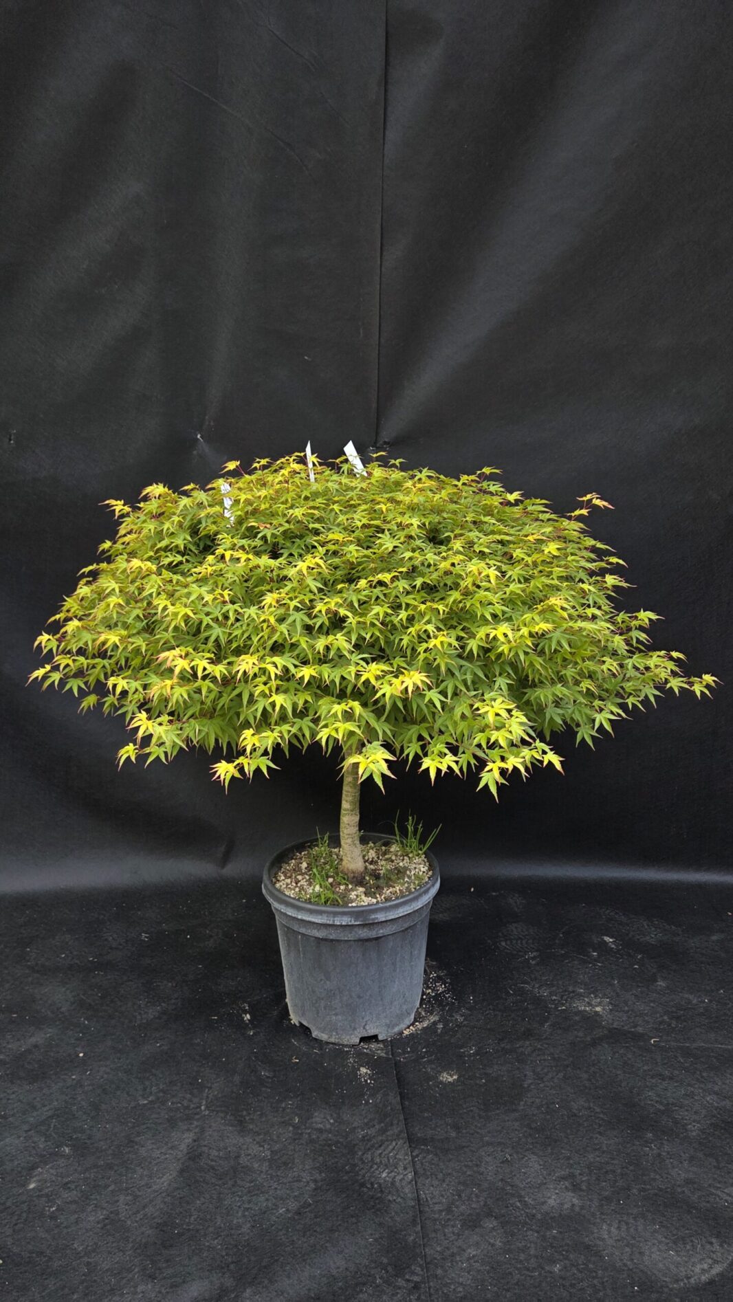 Acer Palmatum Murasaki Kiyohime