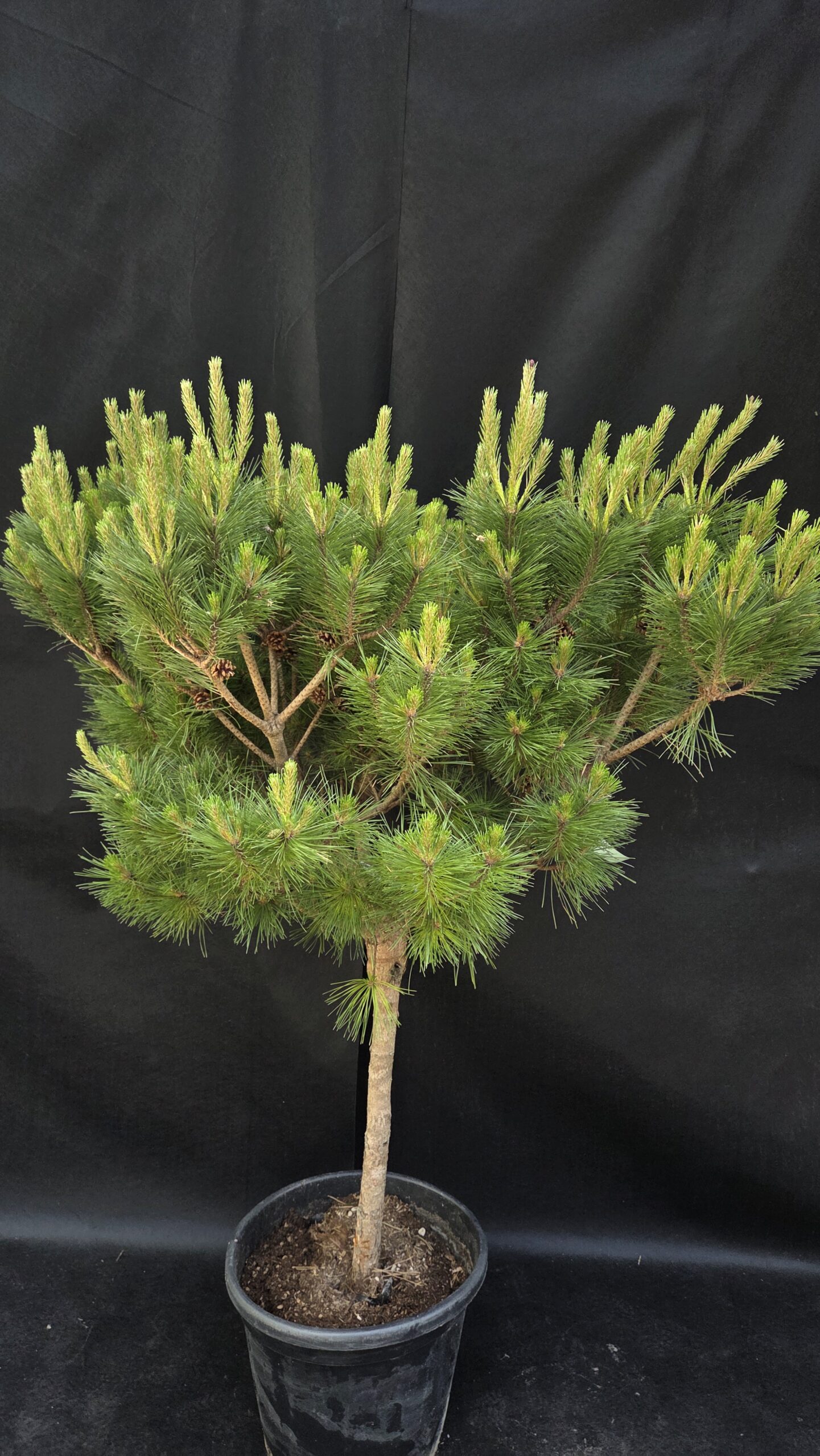 Pinus austriaca Nana Brepo (ČRNI BOR)