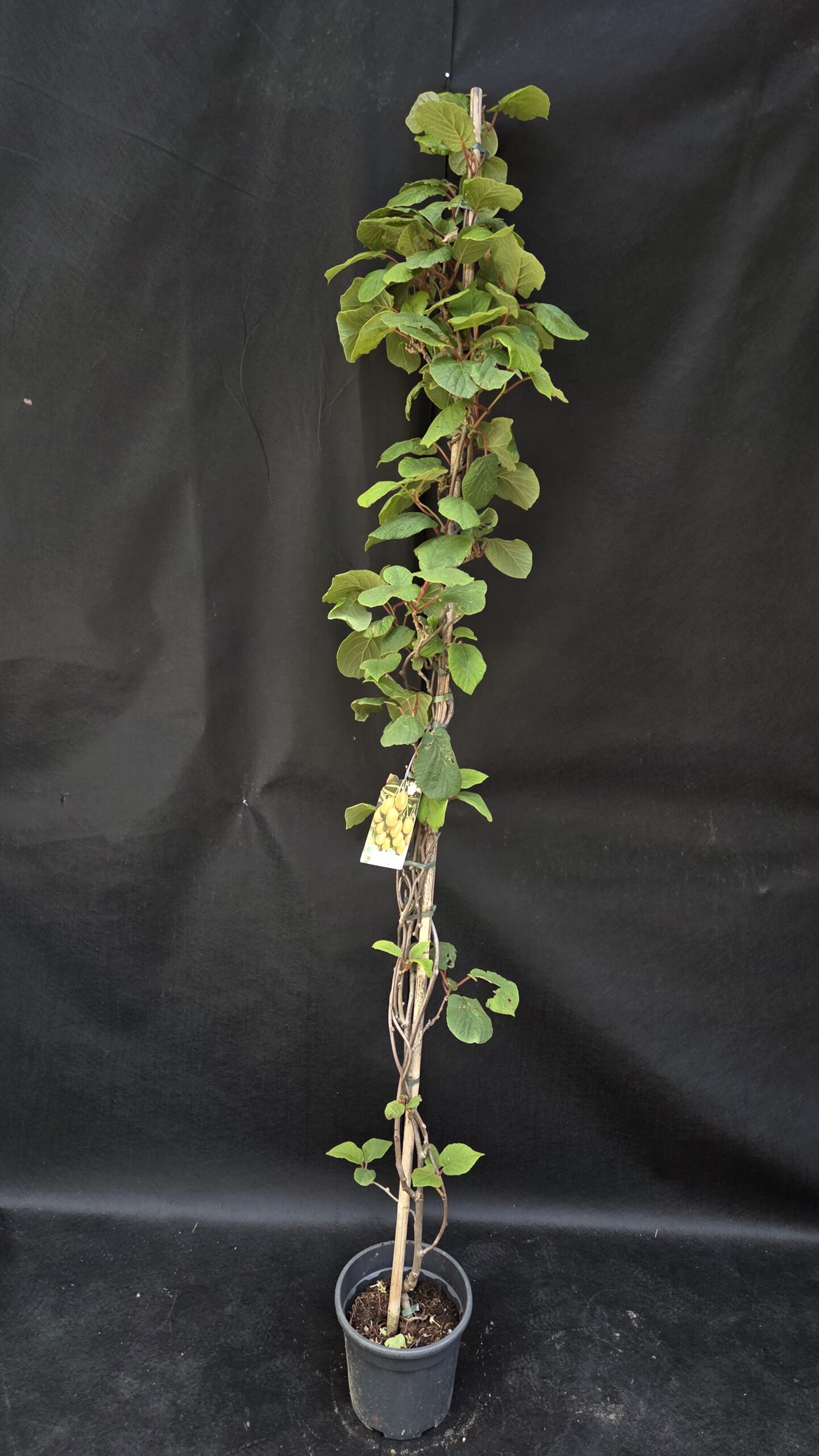 Actinidia Chinensis Hayward (NAVADNI KIVI)