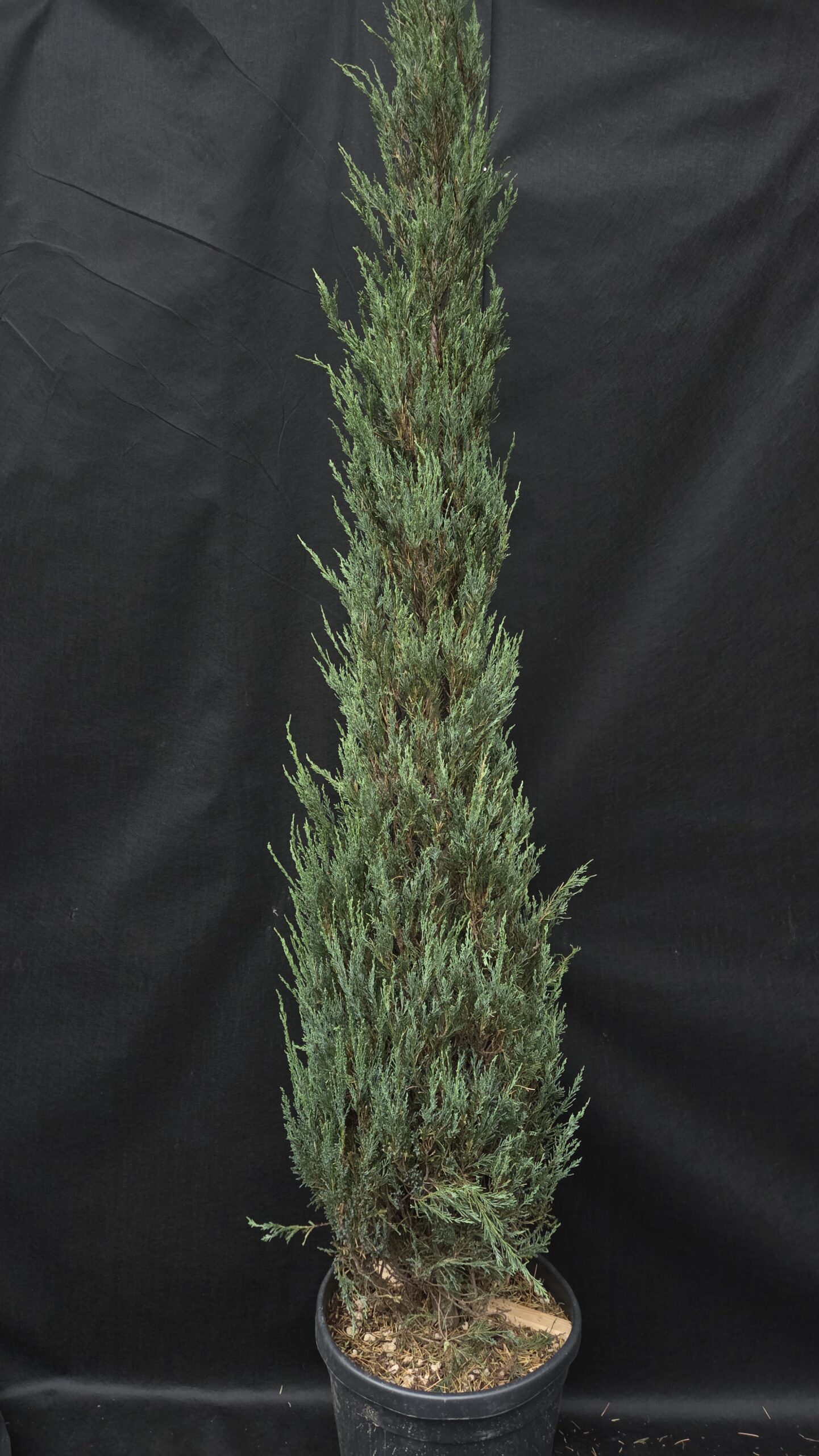 Juniperus Variegatum Blue Arrow (SKALNI BRIN)
