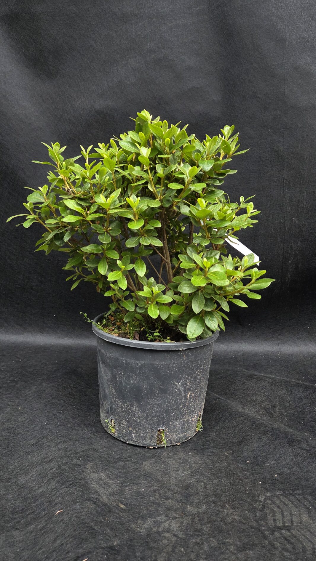 Azalea Japonica (JAPONSKA AZALEJA)