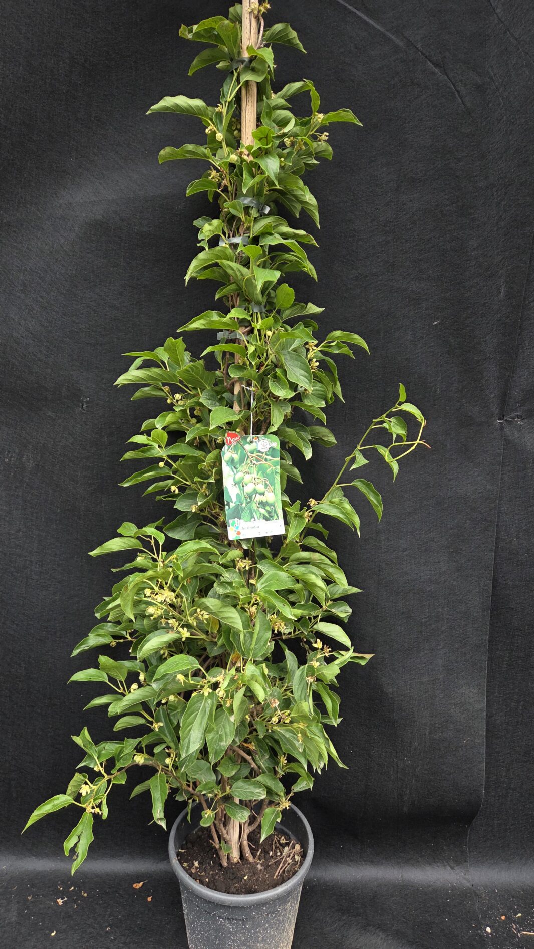 Actinidia Arguta issai (KIVI)