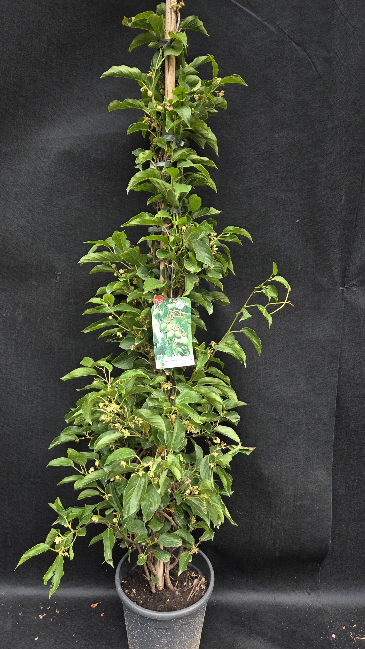 Actinidia Arguta issai (KIVI)