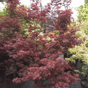 Acer Palmatum Skeeters Broom (JAPONSKI JAVOR)