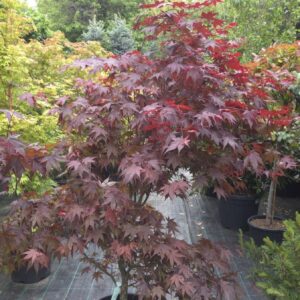 Acer palmatum bloodgood (JAPONSKI JAVOR)