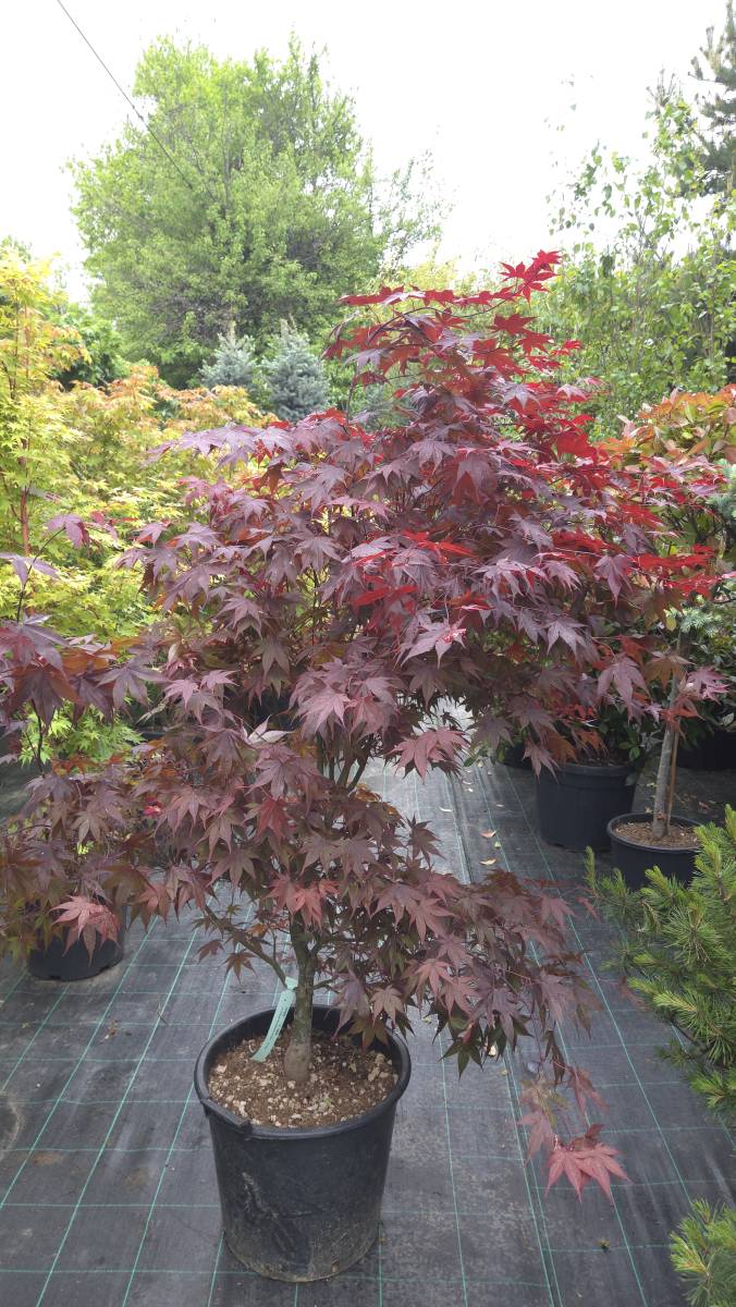 Acer palmatum bloodgood (JAPONSKI JAVOR)