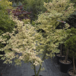 Acer Palmatum Butterfly (JAPONSKI JAVOR)