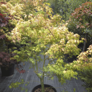 Acer Palmatum Orange Dream (JAPONSKI JAVOR)