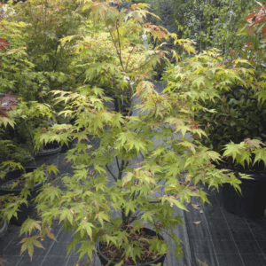 Acer Palmatum Osakazuki (JAPONSKI JAVOR)