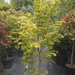 Acer Palmatum Sango Kaku (JAPONSKI JAVOR)