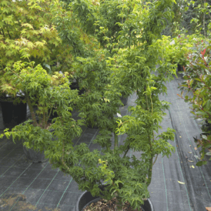 Acer Palmatum Shishigashira  (JAPONSKI JAVOR )