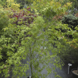 Acer Palmatum Ueno Yama (JAPONSKI JAVOR)