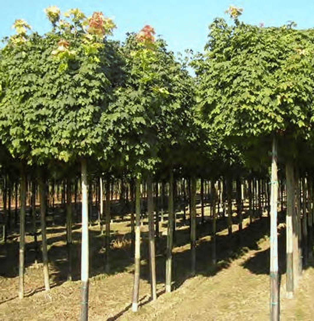 Acer Platanoides Globosum (OKROGLASTI OSTROLISTNI JAVOR)