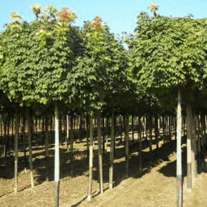 Acer Platanoides Globosum (OKROGLASTI OSTROLISTNI JAVOR)