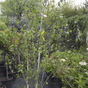 Betula Utilis Jacquemontii Multistem (BELA HIMALAJSKA BREZA VEČSTEBELNA OBLIKA)