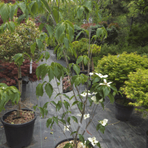 Cornus Kousa Satomi (JAPONSKI DREN)