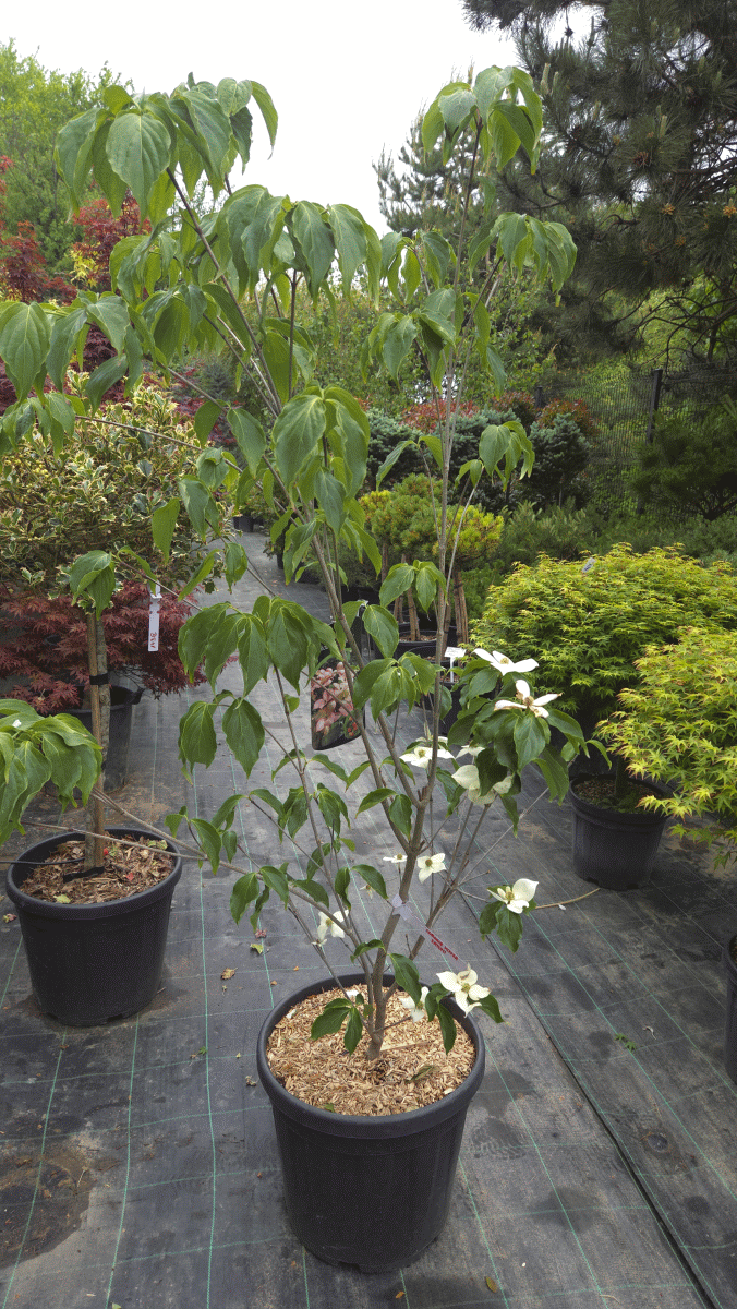 Cornus Kousa Satomi (JAPONSKI DREN)