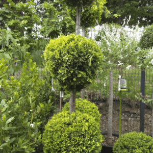 Cupressocyparis Leylandii Castlewellan Gold 3Balls (ZLATA CIPRESA 3 KROGLE)