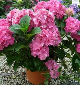 Hydrangea Macrophylla Rosita (HORTENZAJA-ROZA)