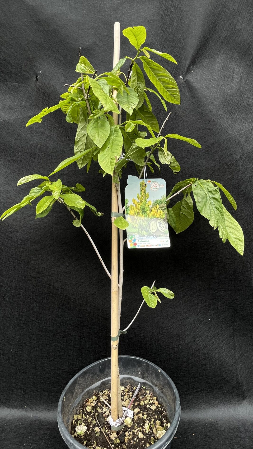 Asimina Triloba (INDIJSKA BANANA)