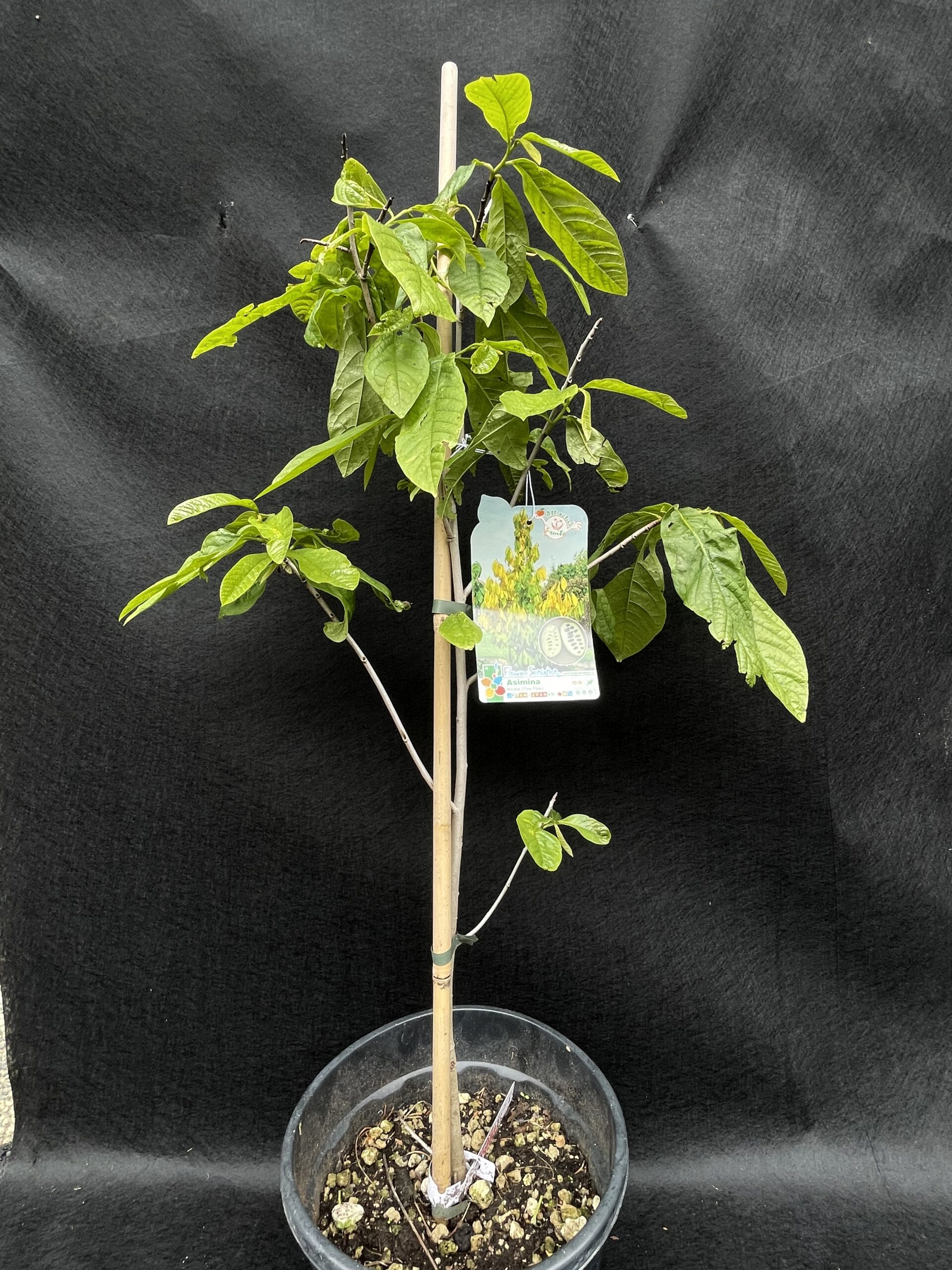 Asimina Triloba (INDIJSKA BANANA)