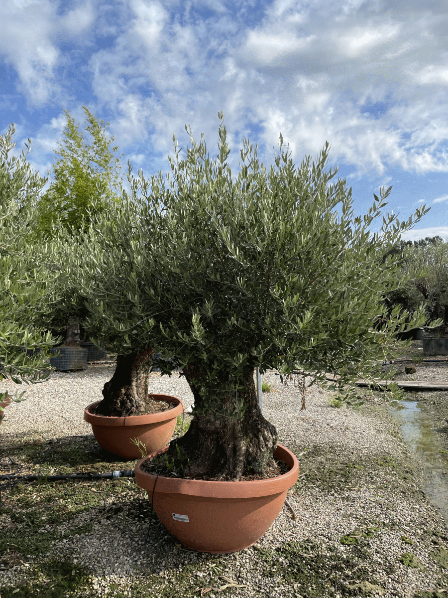 Olea Europaea (OLJKA)