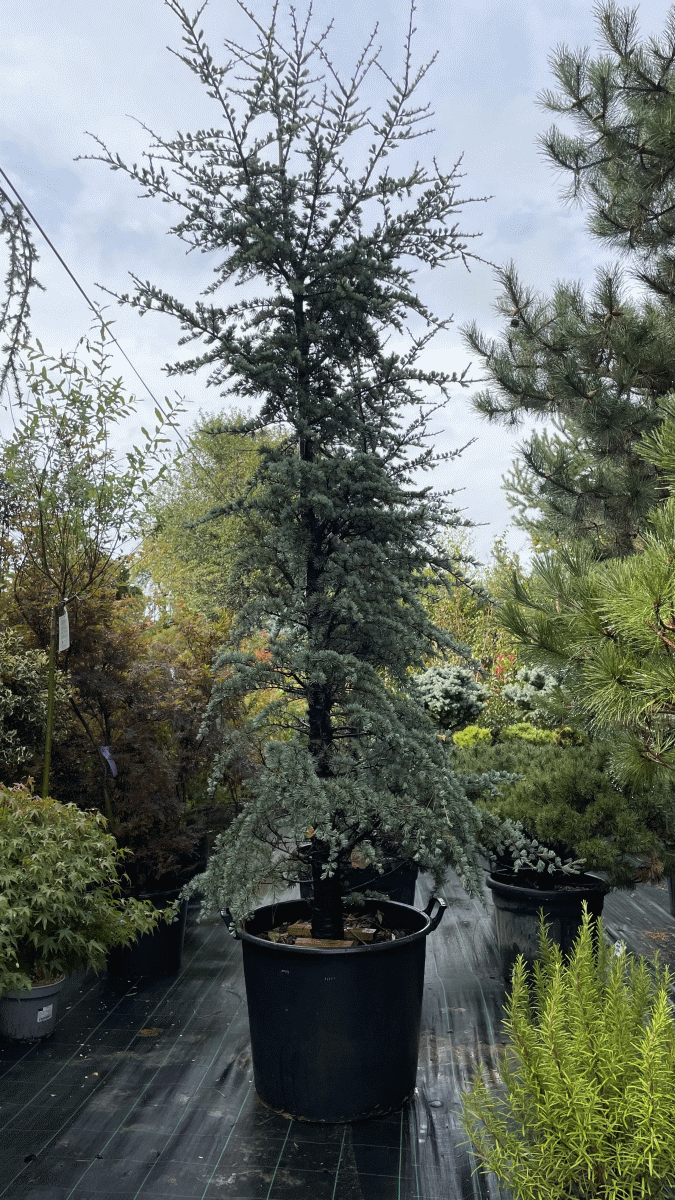 Cedrus Antlantica Glauca (MODRA ATLAŠKA CEDRA)