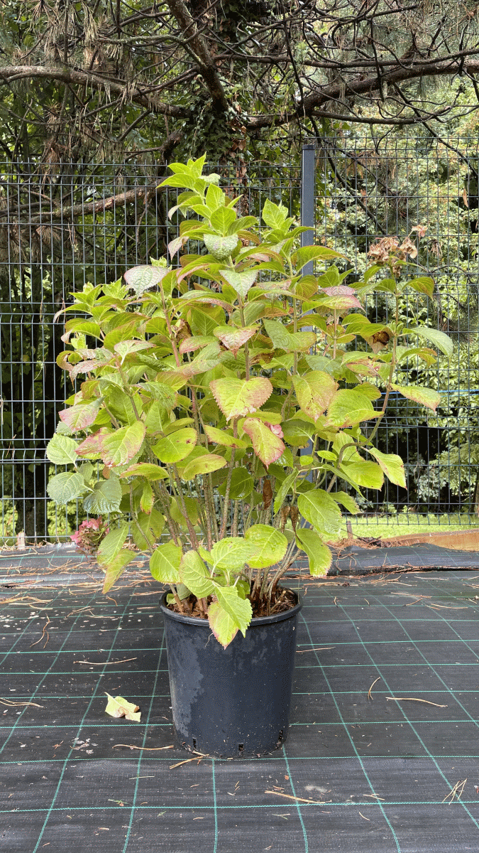 Hydrangea Macrophylla (HORTENZEJA MIX)