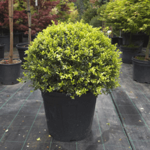 Ilex Crenata Kimnei Ball (JAPONSKA BODIKA)