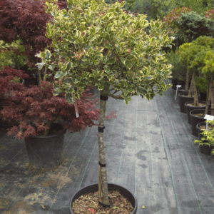 Ilex Aquifolium Veriegatum (NAVADNA BODIKA)