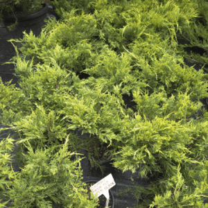 Juniperus Media Old Gold (ZLATI BRIN)